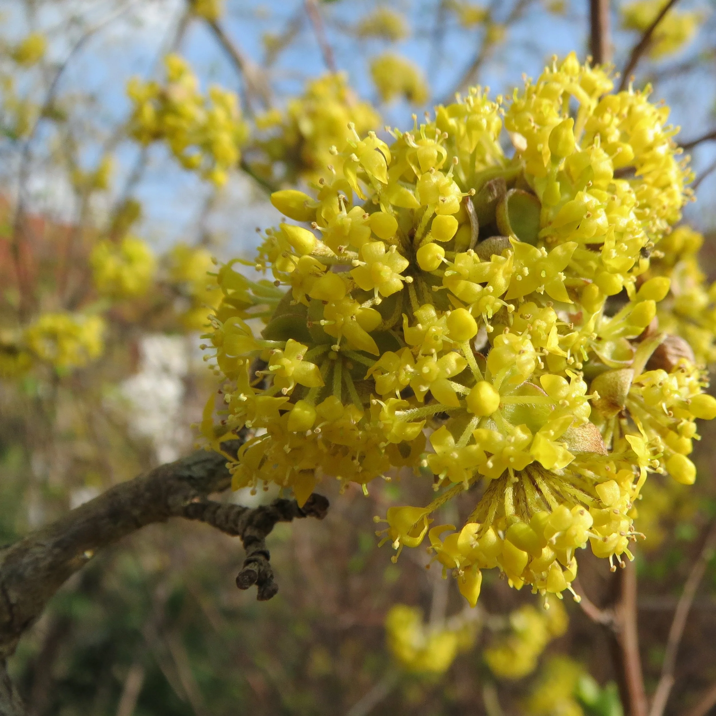 Cornelian Cherry — Wanderlust Nursery